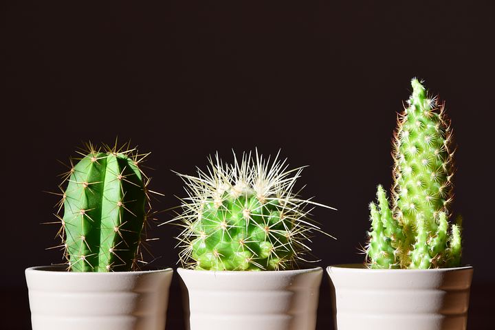 cactus-2117102__480